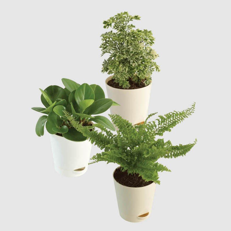 Online Plant Gifts